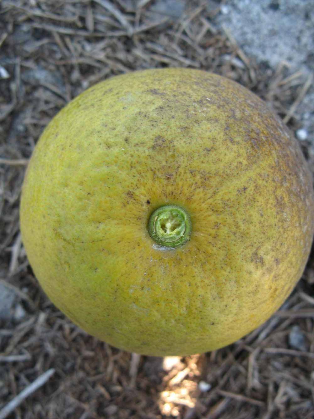              Fruit (Winter Haven, FL)       